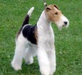 /album/galeria-de-fotos/fox-terrier-de-pelo-duro-jpg/